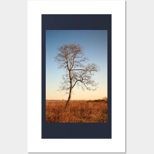 Lone Tree Silhouette Posters and Art